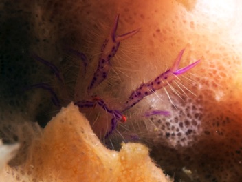 Hairy Crab
